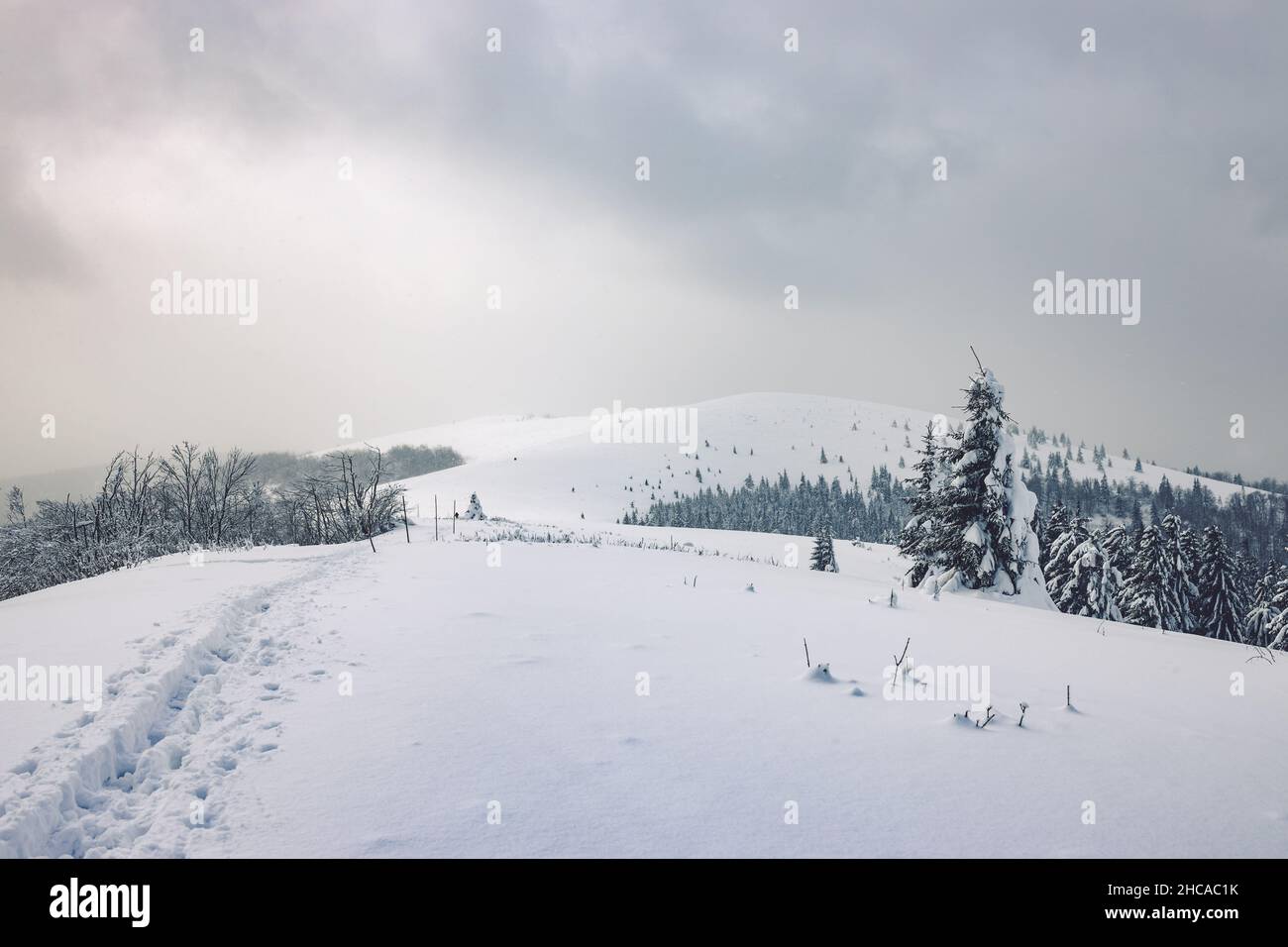 Hiver froid matin dans la forêt de montagne avec des sapins couverts de neige contre ciel nuageux Banque D'Images