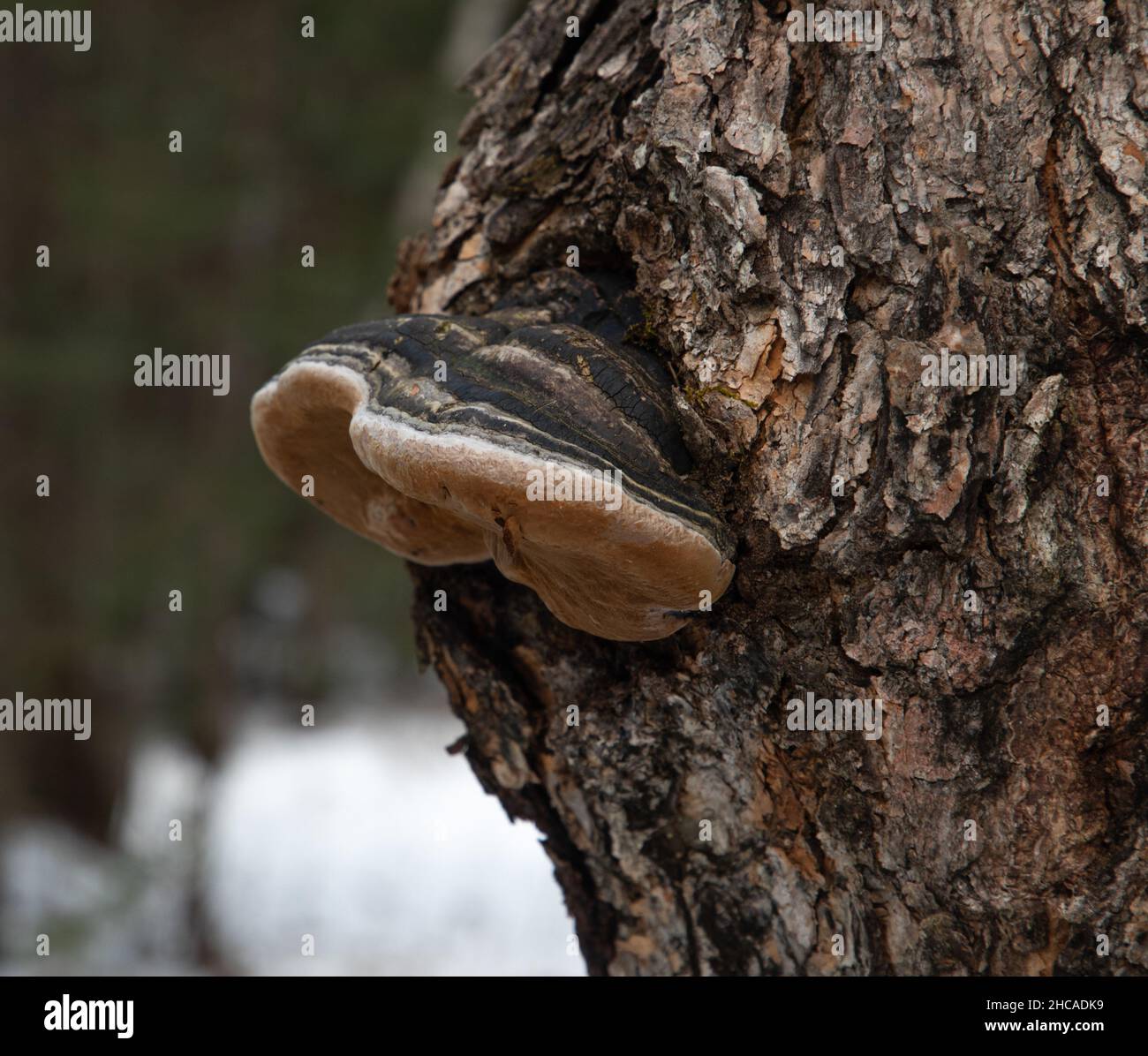 Un champignon d'étagère sur un arbre de près Banque D'Images