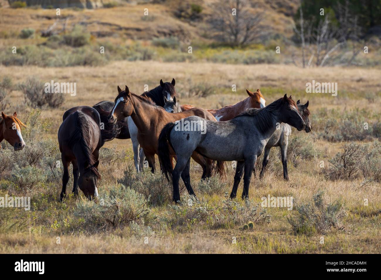 Chevaux sauvages (Equus Feral) dans le parc national Theodore Roosevelt, Dakota du Nord Banque D'Images