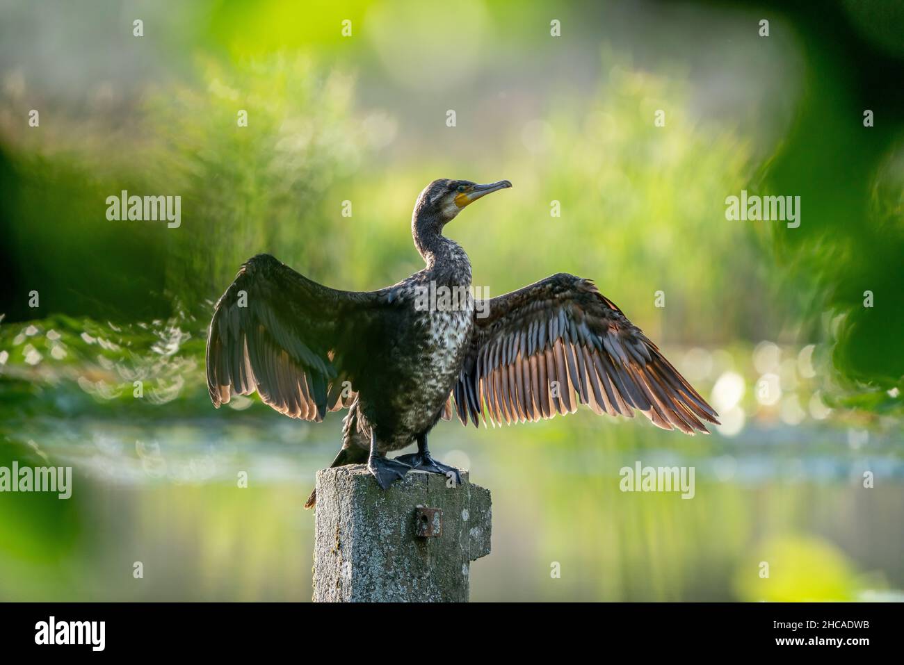 Le grand cormoran (Phalacrocorax carbo) sèche son plumage après une chasse réussie Banque D'Images