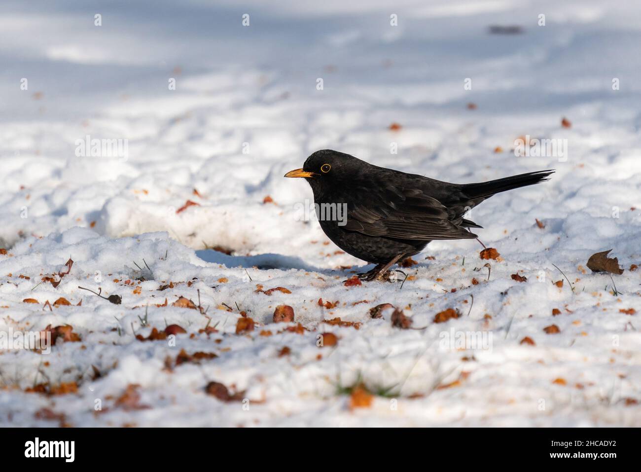 Le mérule commun (Turdus merula) se trouve dans la neige entre les restes de baies rouges Banque D'Images