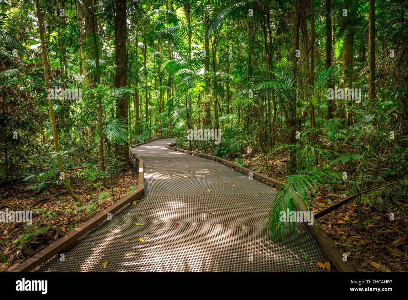 La réserve panoramique Mary Cairncross comprend 55 hectares de forêt tropicale subtropicale surplombant le paysage des Glass House Mountains Banque D'Images