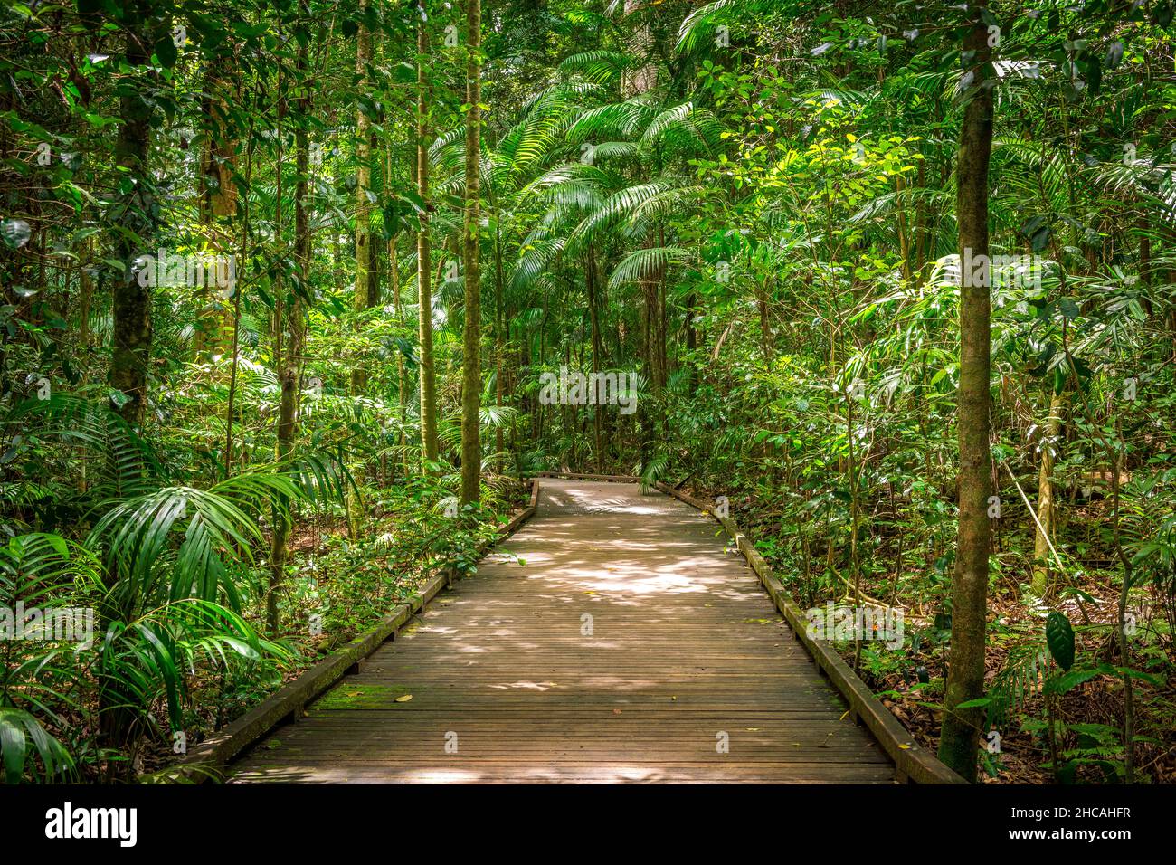La réserve panoramique Mary Cairncross comprend 55 hectares de forêt tropicale subtropicale surplombant le paysage des Glass House Mountains Banque D'Images