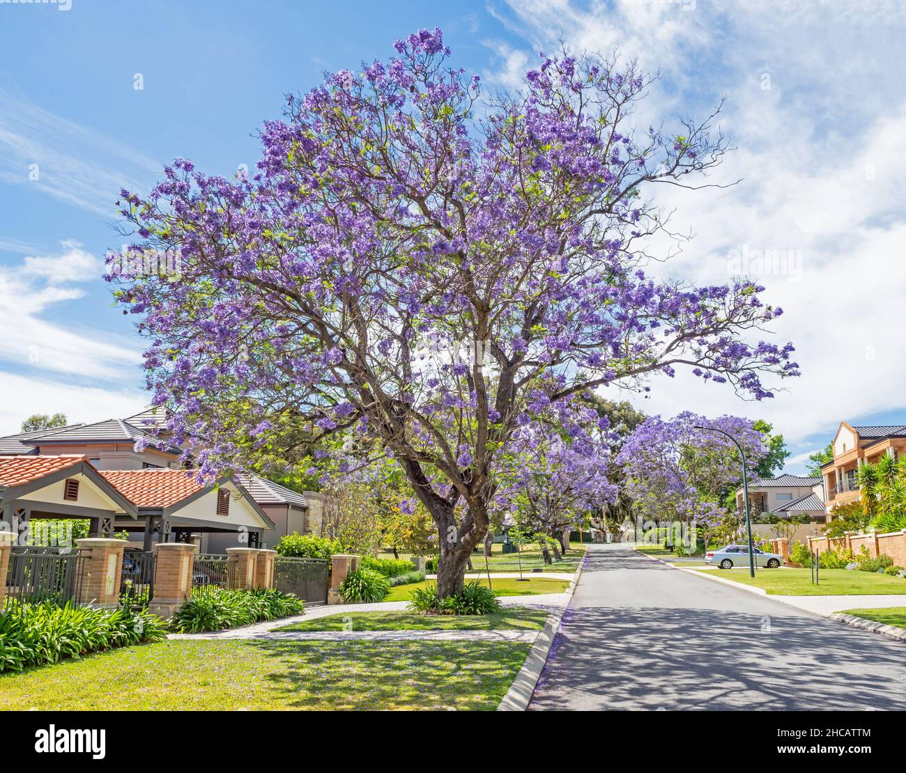 Une rue bordée de jacaranda dans la banlieue chic d'APPLECROSS, à Perth, en Australie occidentale. Banque D'Images