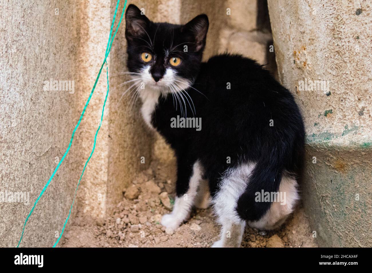 chat le tampon