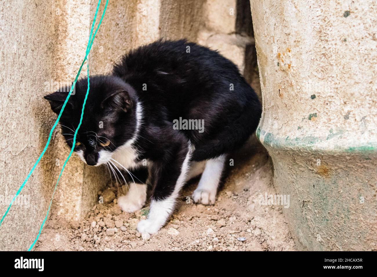 chat le tampon