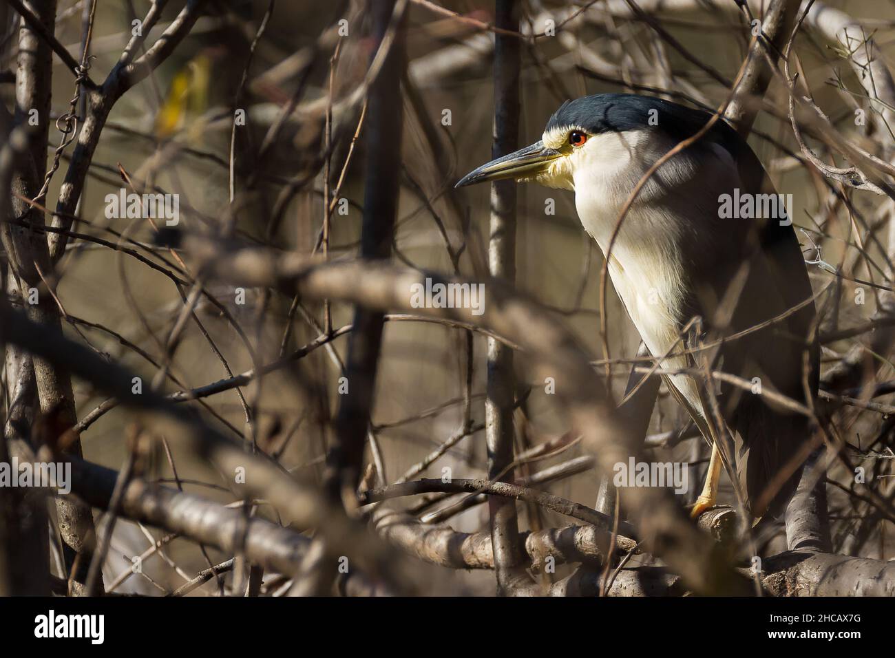 Un héron noir couronné (Nycticorax nycticorax) roosting dans une certaine sous-croissance par un petit lac Izumi no Mori Park, Kanagawa, Japon. Banque D'Images