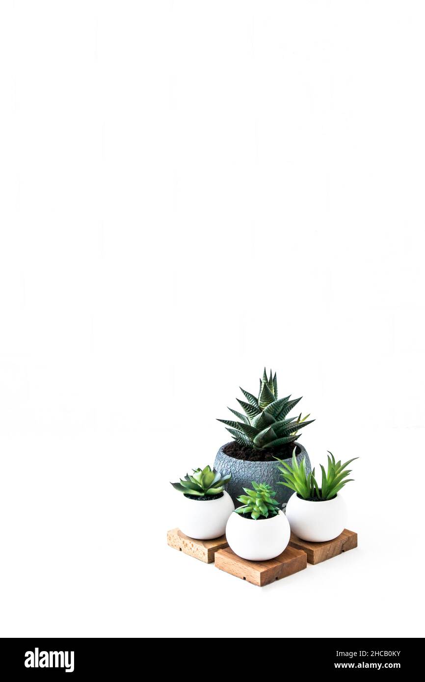 des succulents evergreen et un cactus en pots kéraïques sur un podium en bois sur fond blanc avec une copie de l'espace Banque D'Images