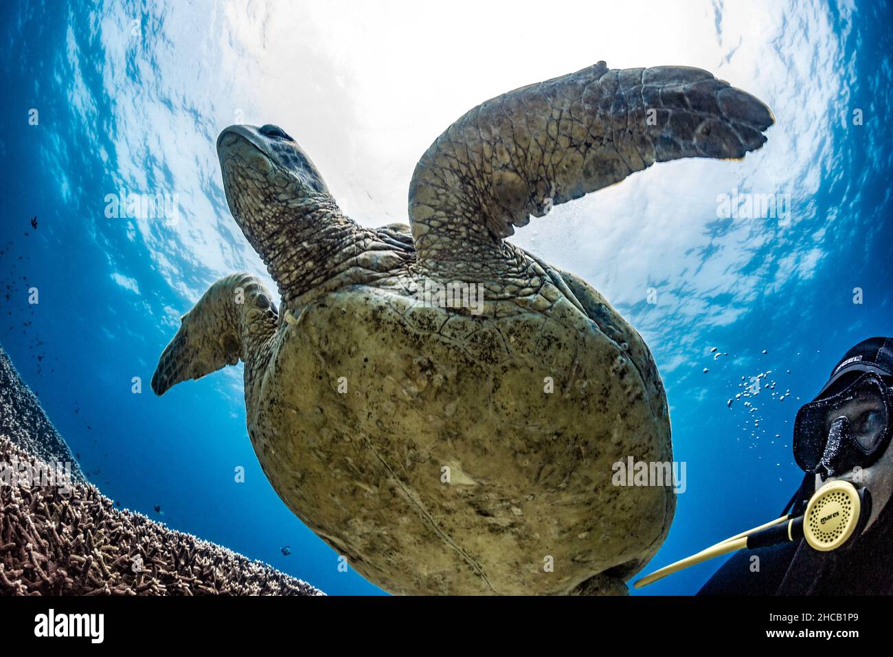 Plongée sous-marine sous la tortue géante, Flinders Reef, Moreton Island, Queensland, Australie Banque D'Images