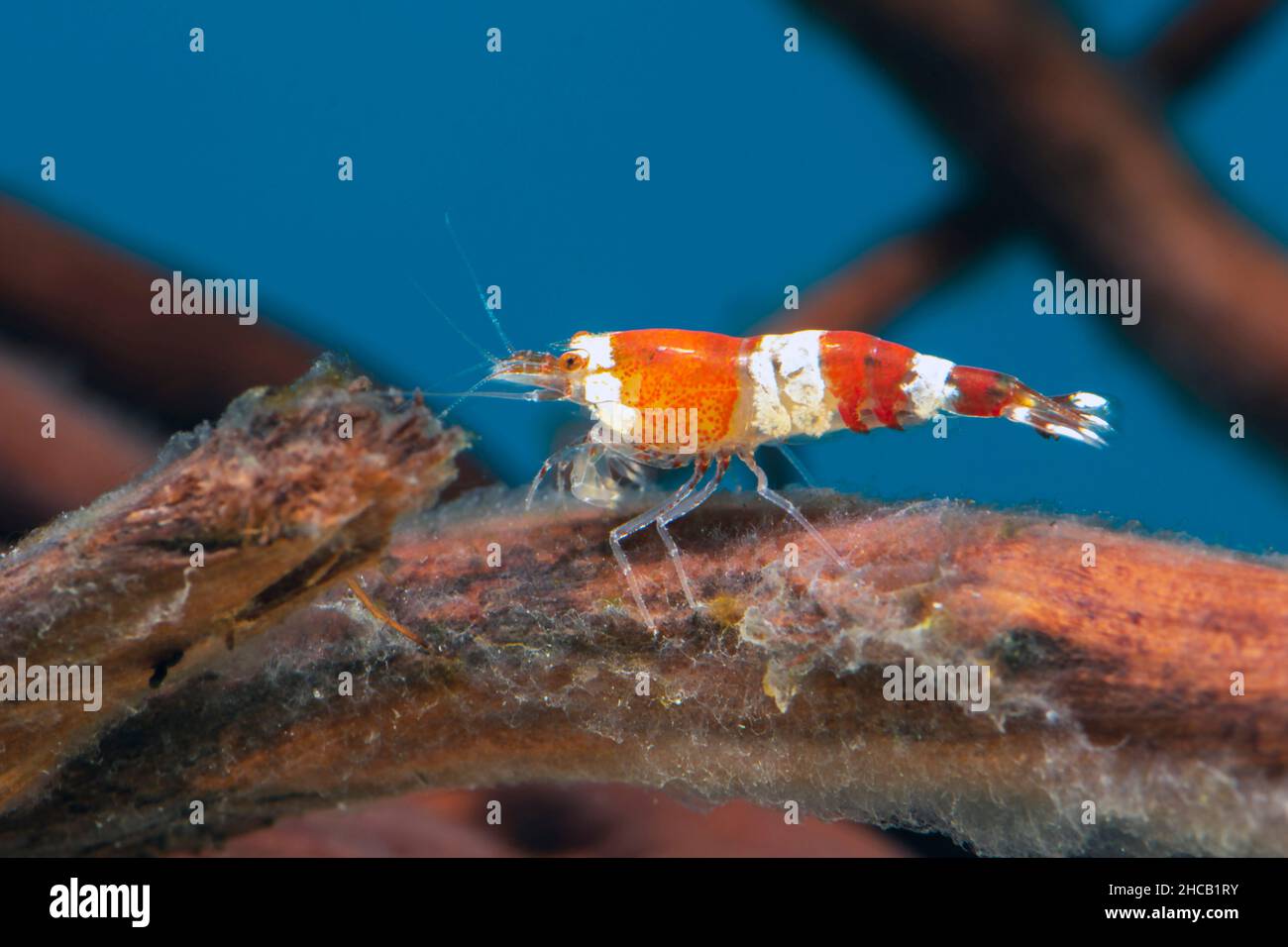 Crevettes en cristal rouge à l'aquarium d'eau douce Banque D'Images