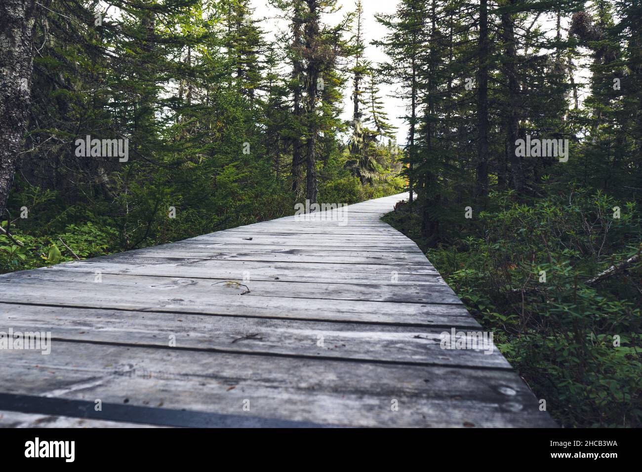 Promenade dans la forêt de l'île Quarry, dans le parc national de l'Archipel-de-Mingan, dans la région de la Côte-Nord, au Québec, Canada Banque D'Images