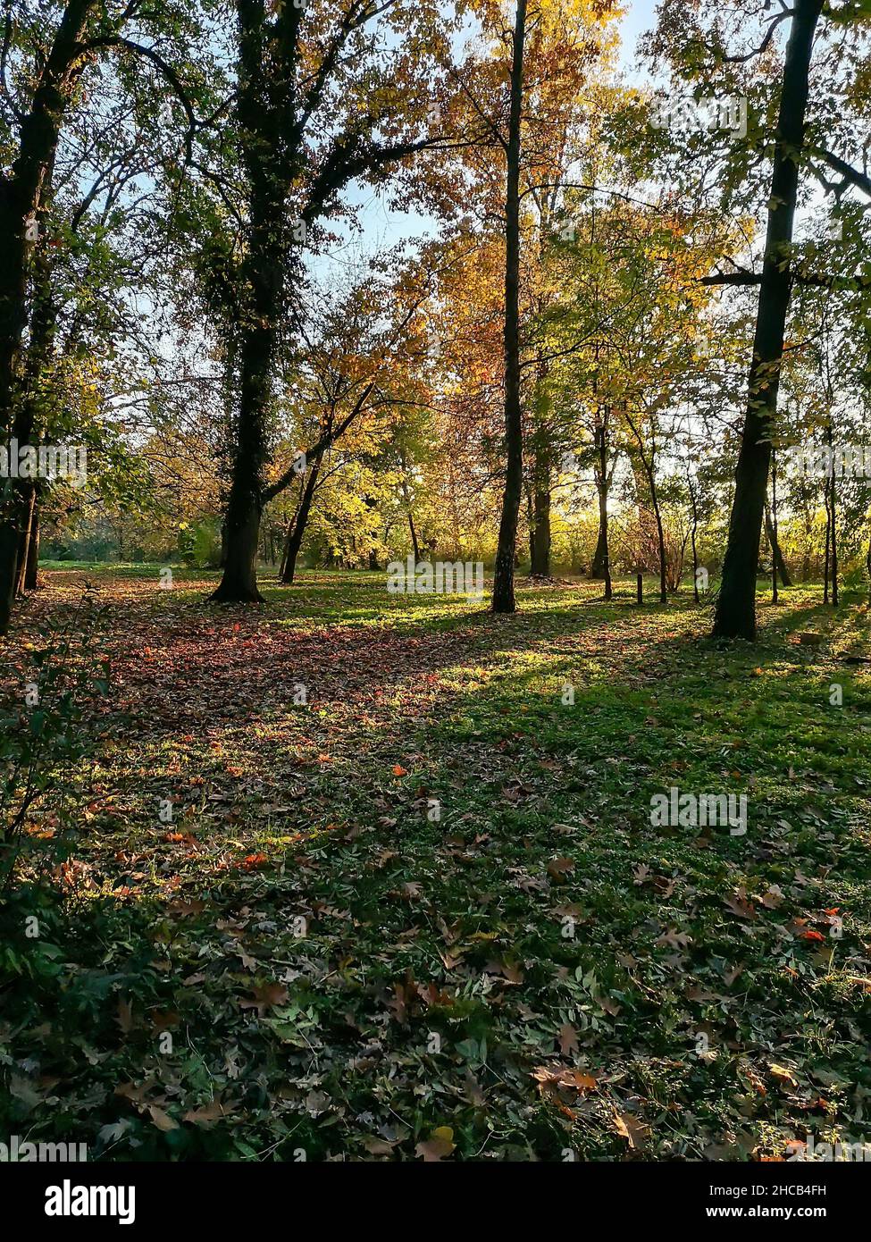 Paysage d'automne, feuilles d'arbre jaune orangé, coucher de soleil. Banque D'Images