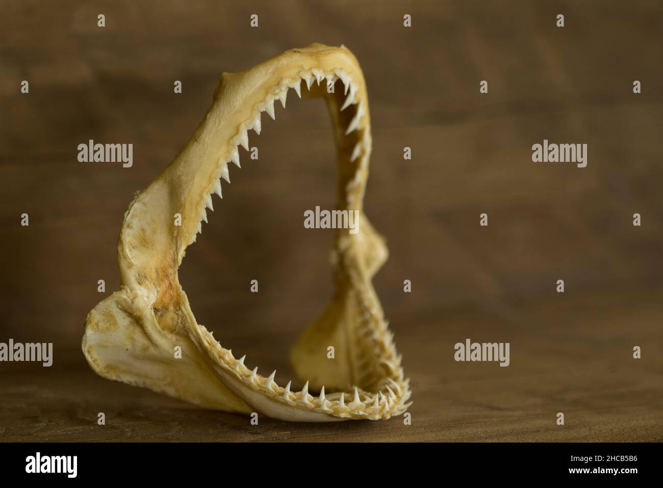 Large Open Plain de Shark Jaw sur fond rustique en bois Banque D'Images