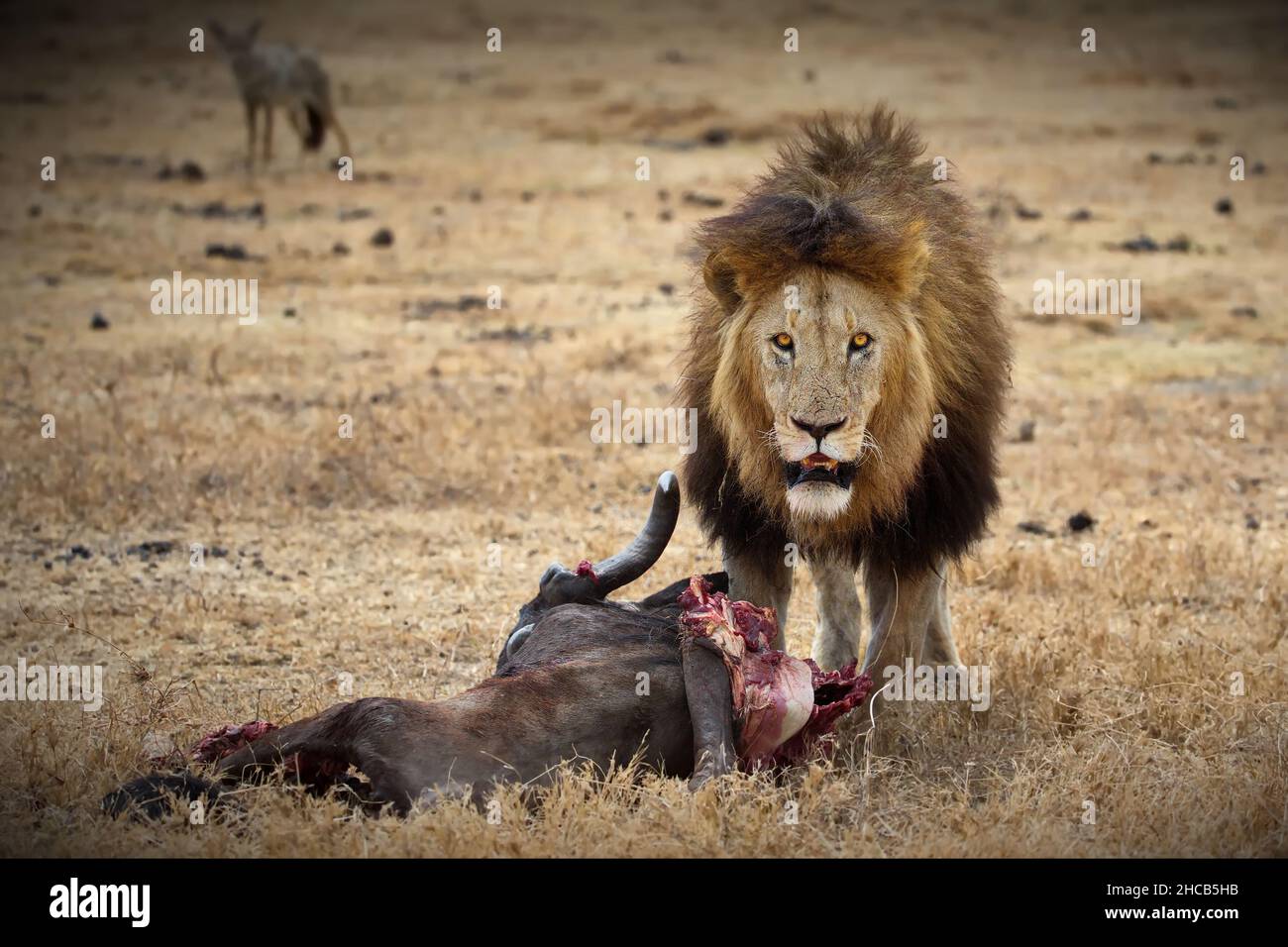 Lion féroce près de sa carcasse de proie sur un champ en Tanzanie Banque D'Images