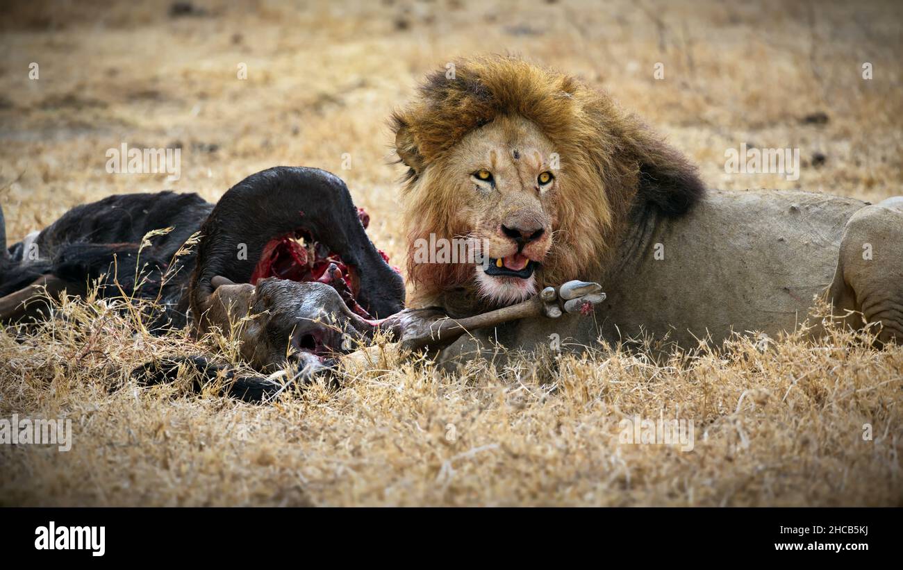 Un lion féroce près de sa carcasse de proies sur un champ en Tanzanie Banque D'Images