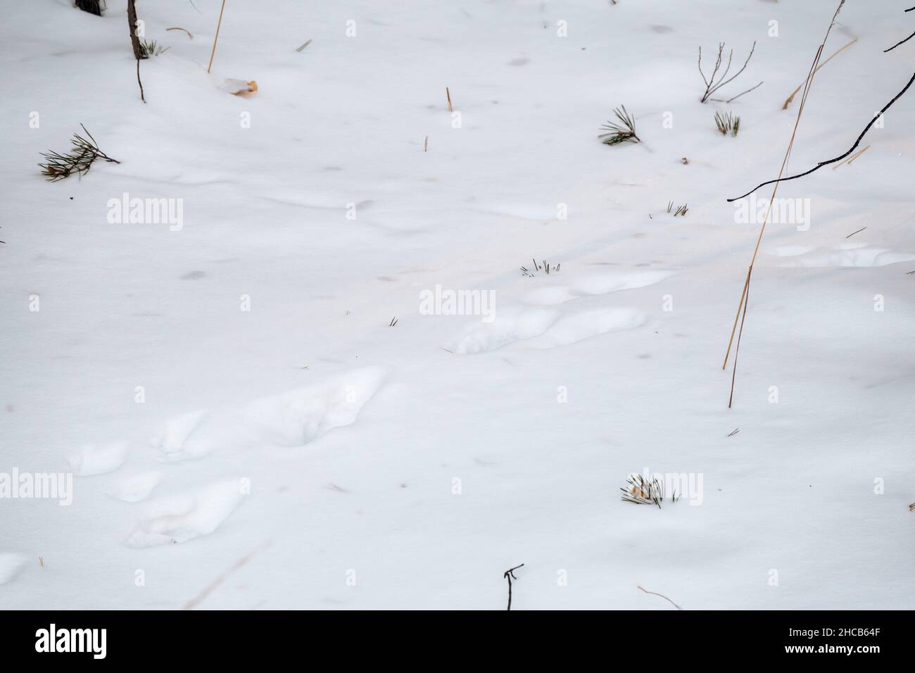 Empreintes de loup dans la neige Banque de photographies et d’images à