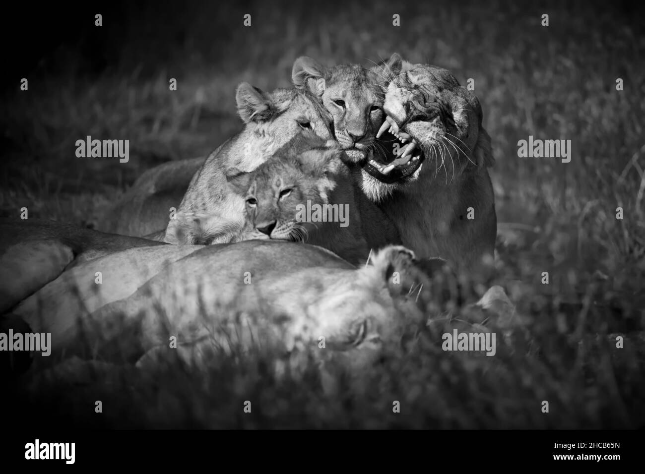 Photo en niveaux de gris d'une famille de lions sans homme qui se coud sur l'herbe en Tanzanie Banque D'Images