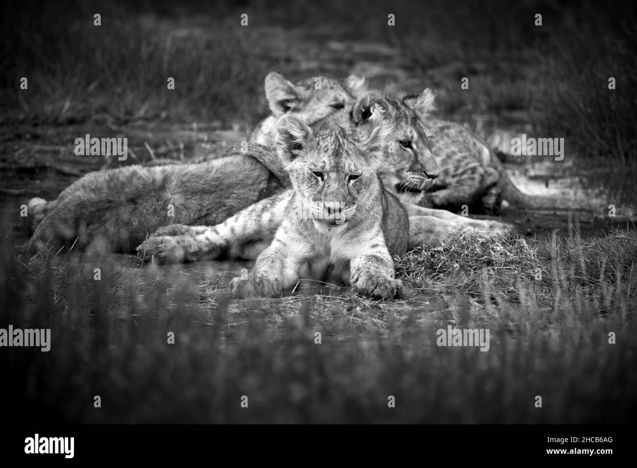 Photo en niveaux de gris d'une famille de lions sans homme couché sur l'herbe en Tanzanie Banque D'Images