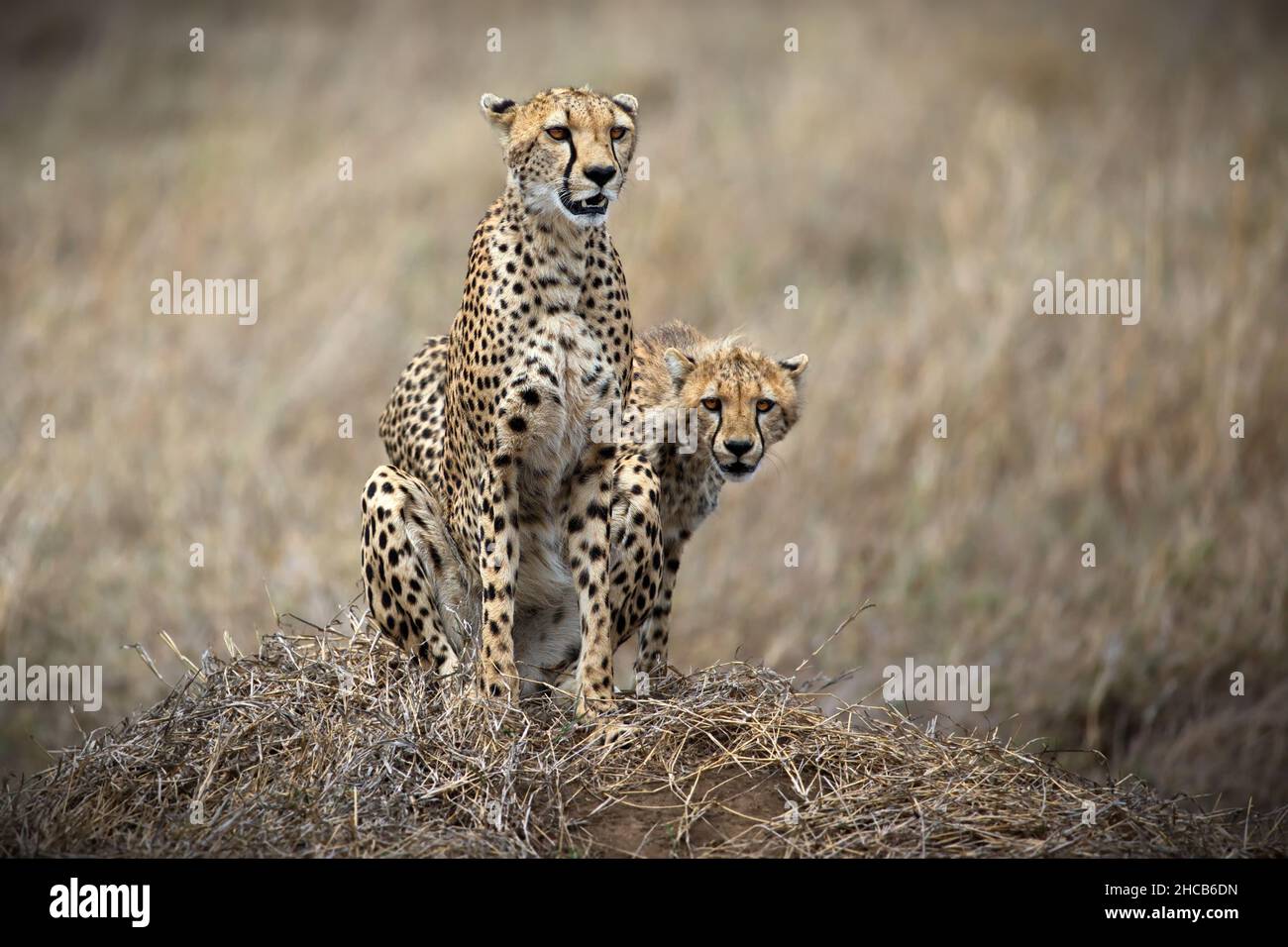 Cheetahs (Acinonyx jubatus) sur fond brouillé et herbacé en Tanzanie Banque D'Images
