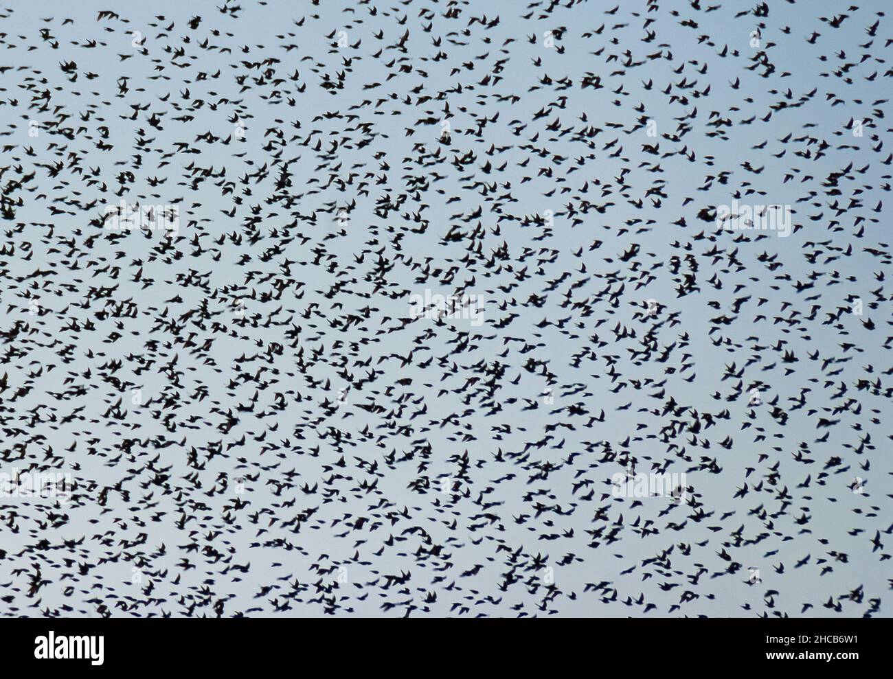 Oiseaux volant haut dans le ciel comme arrière-plan Banque D'Images
