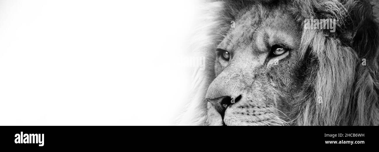 Homme africain lion Baner , Panorama faune isolé noir blanc Banque D'Images