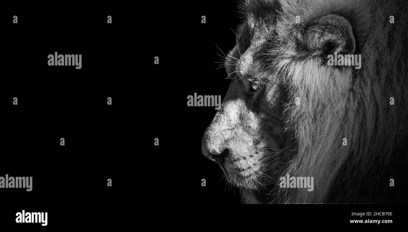 Homme africain lion Baner , Panorama faune isolé noir blanc Banque D'Images