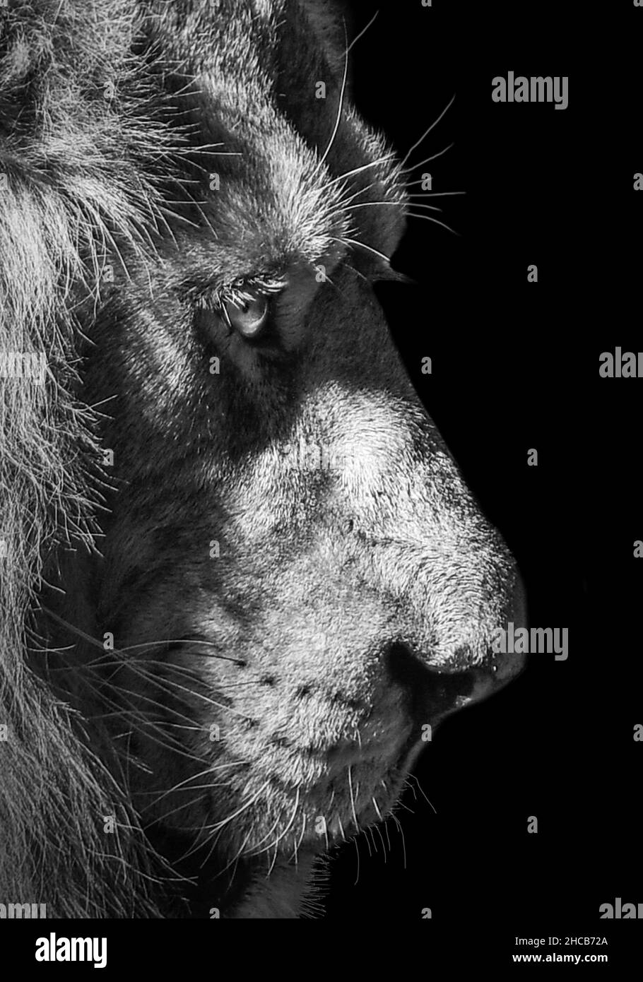 Lion , roi isolé , Portrait animal sauvage Banque D'Images