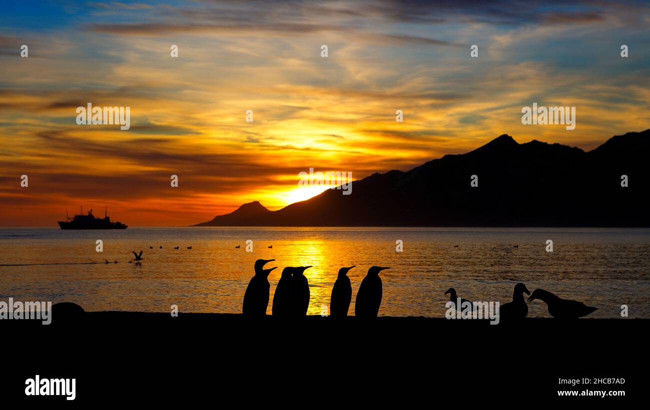 Silhouette de pingouins et d'oiseaux sur la plage en Géorgie du Sud au coucher du soleil Banque D'Images