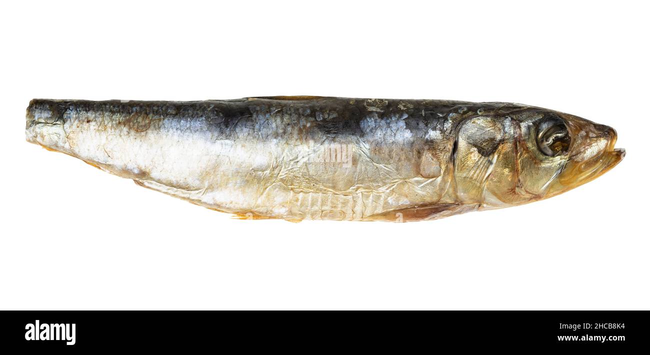 poisson cuit - une sardine du pacifique fumée isolée sur fond blanc Banque D'Images
