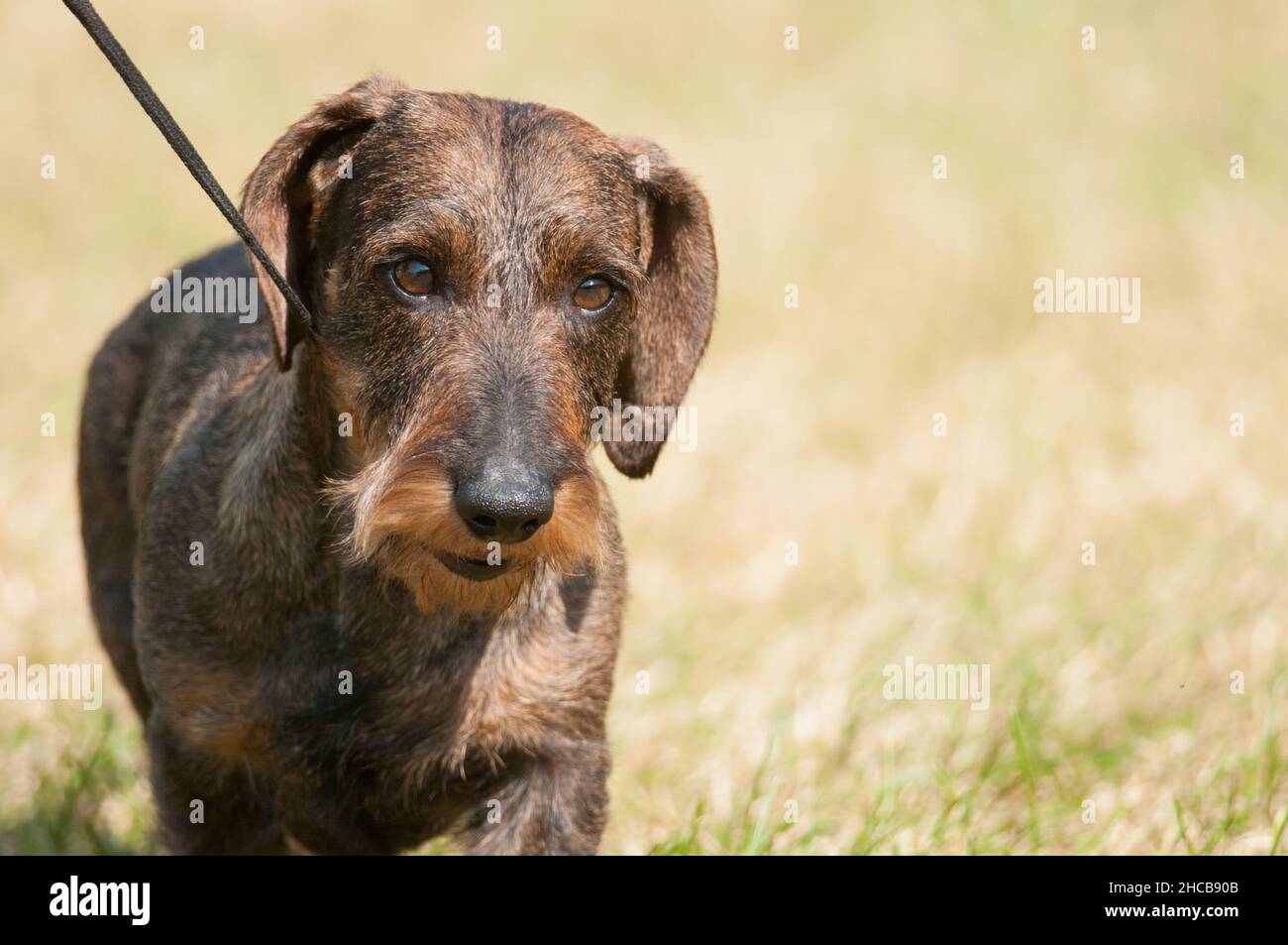 Wirehaired Dachshund en gros plan lors d'un spectacle canin à New York Banque D'Images