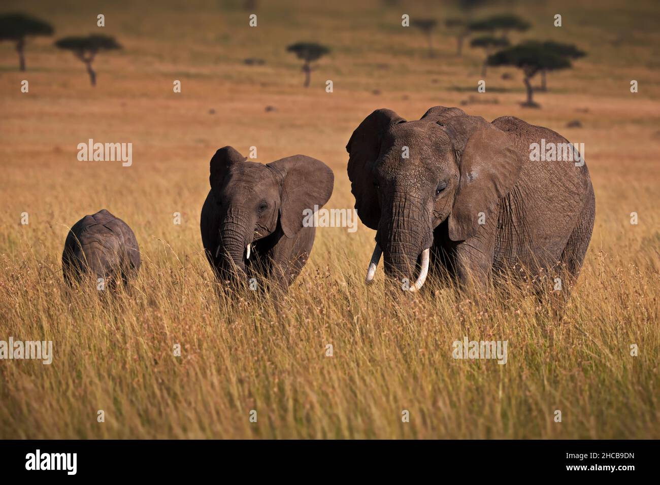 Troupeau d'éléphants gris dans un champ herbacé à Masai Mara, Kenya Banque D'Images