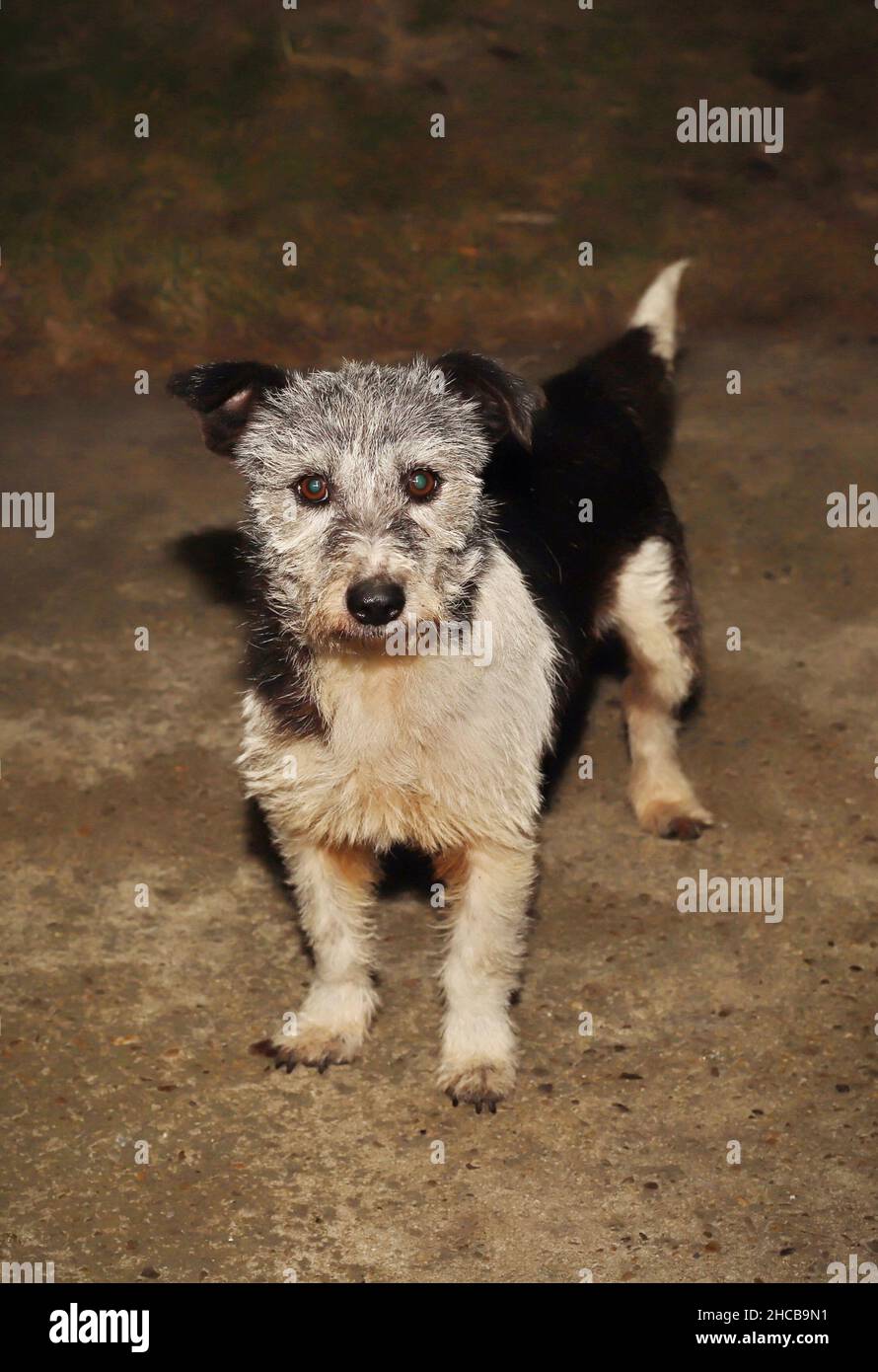 Chien errant Banque D'Images