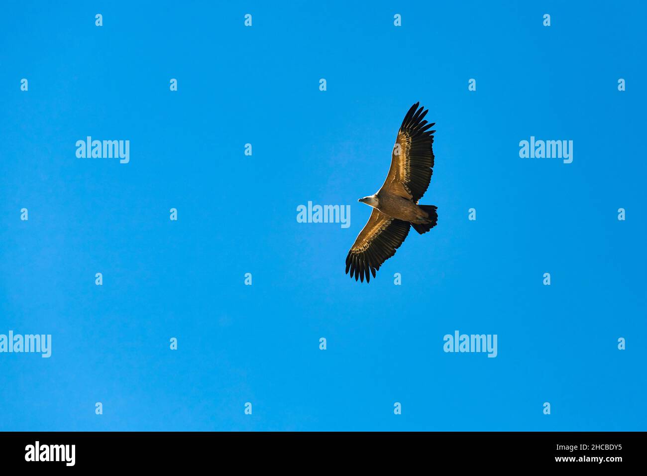 Aigle volant contre un ciel bleu clair Banque D'Images