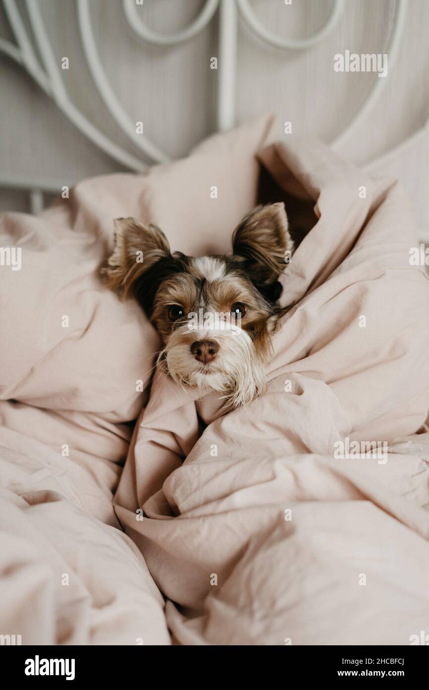 Yorkshire Terrier enveloppé dans une couverture sur le lit à la maison Banque D'Images