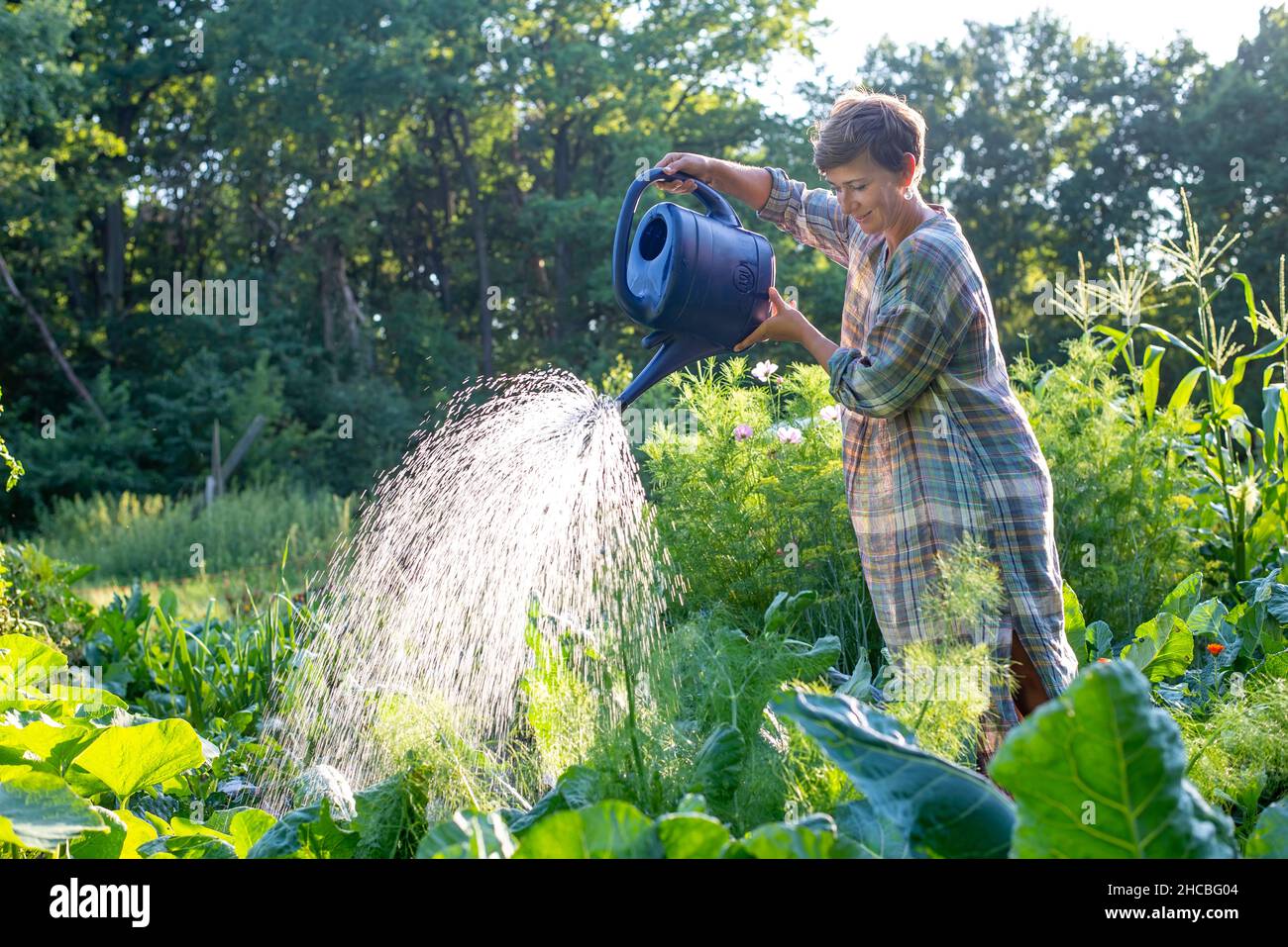 Femme arroser les récoltes avec la CAN au potager Banque D'Images