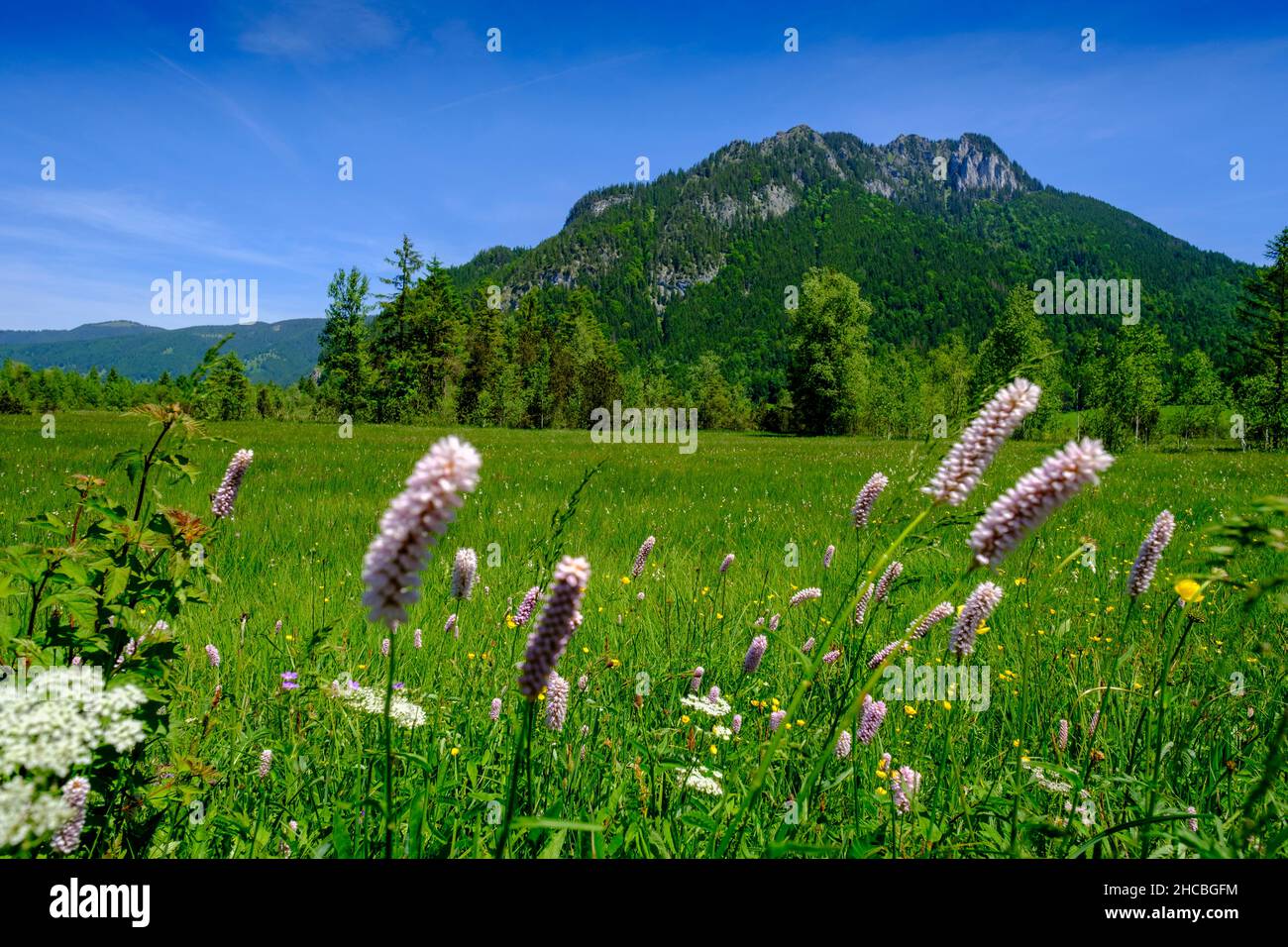 Prairie verte d'été dans la réserve Ettaler Weidmoos Banque D'Images