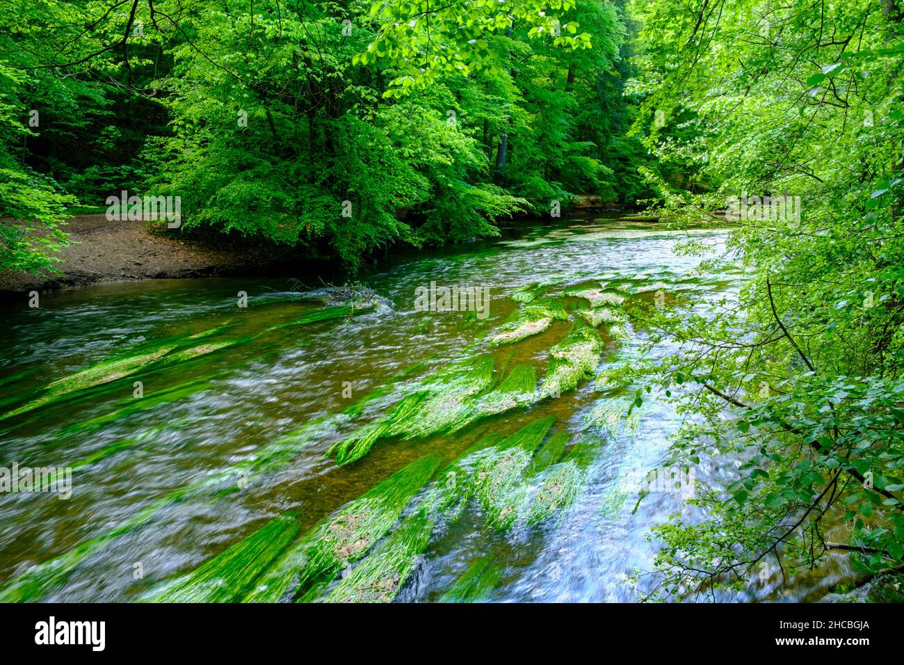 La rivière Wurm s'écoulant dans la forêt d'été Banque D'Images