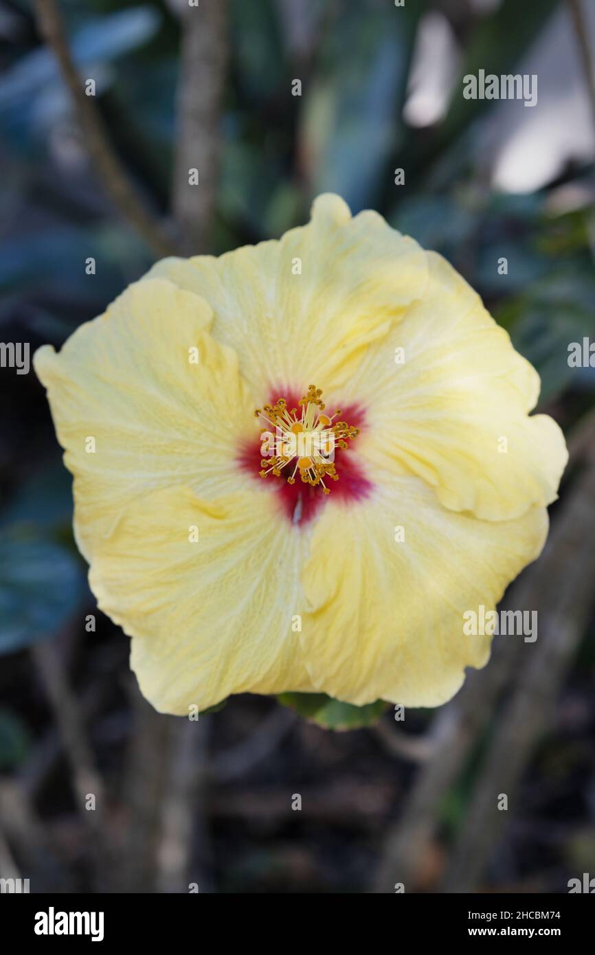 Hibiscus rosa-sinensis 'Hula Girl'. Banque D'Images