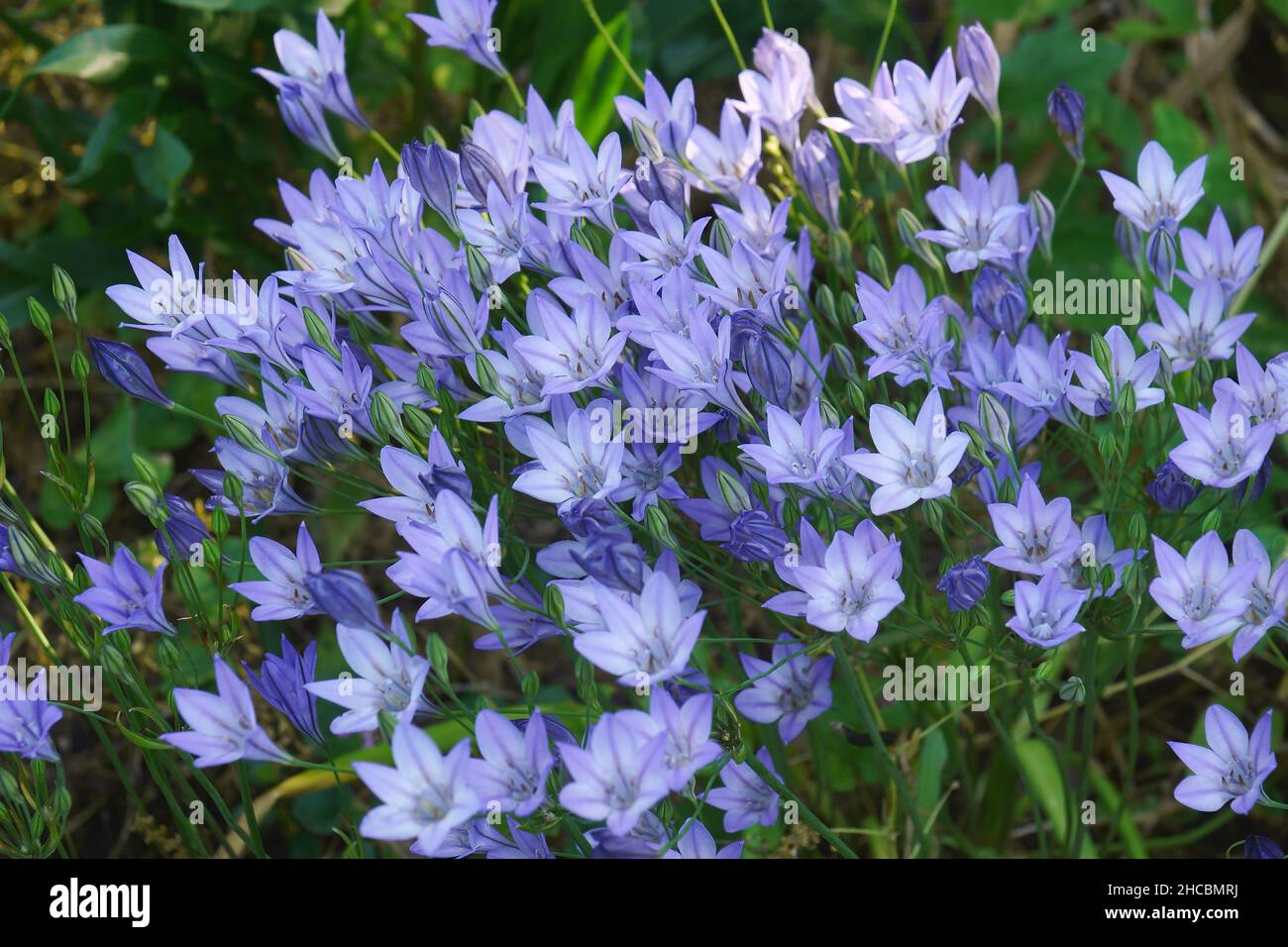 Ithuriels Spear (Brodiaea 'Queen Fabiola').Appelé Triplet Lily, joli visage et jacinthe sauvage aussi.Un autre nom botanique est Triteleia laxa 'Reine Fa Banque D'Images