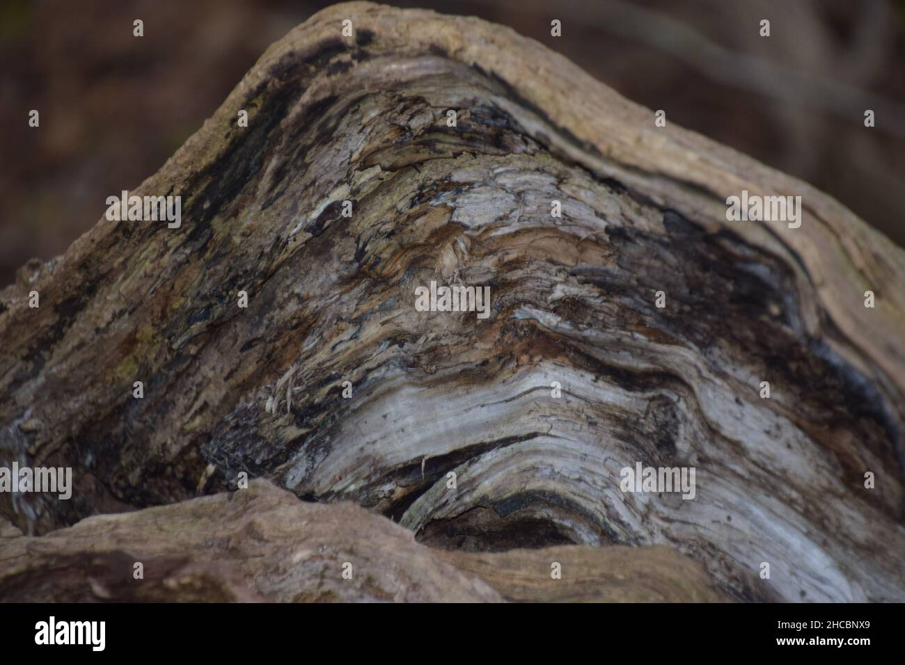 La nature fait des modèles dans la vie et dans la mort, les formes naturelles sont des natures artistiques là pour tous à voir si on prend un moment à regarder. Banque D'Images