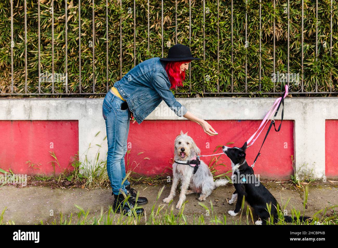 Femme nourrissant des chiens attachés à la clôture Banque D'Images