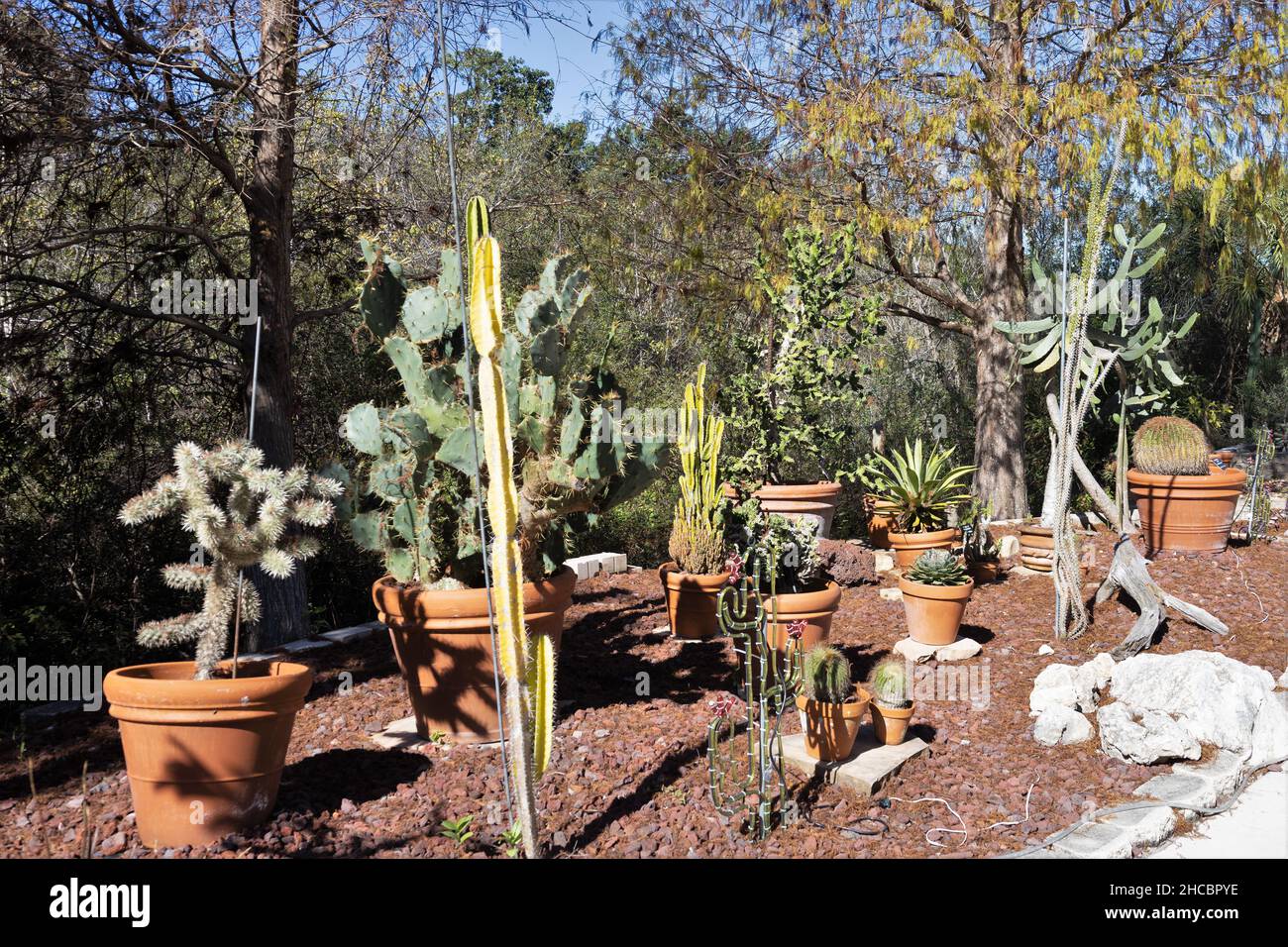 Le jardin de cactus des jardins botaniques de Floride à Largo, Floride. Banque D'Images