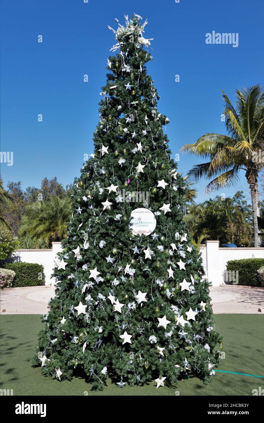 Un grand arbre de Noël dans les jardins botaniques de Floride à Largo, Floride. Banque D'Images