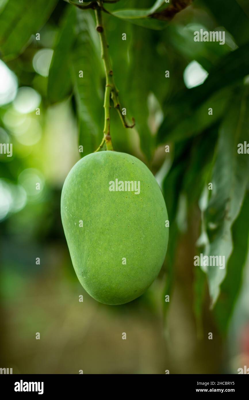 Manger des mangues vertes crues qui est riche en vitamine A et vitamine E qui améliore le système hormonal et c'est un fruit saisonnier Banque D'Images