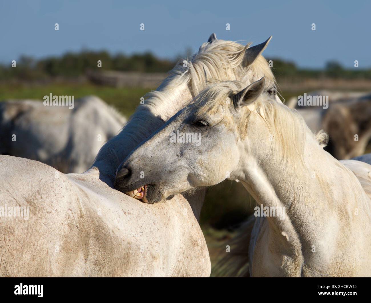 Gros plan sur la tête d'un cheval blanc dans la vallée par une journée ensoleillée Banque D'Images