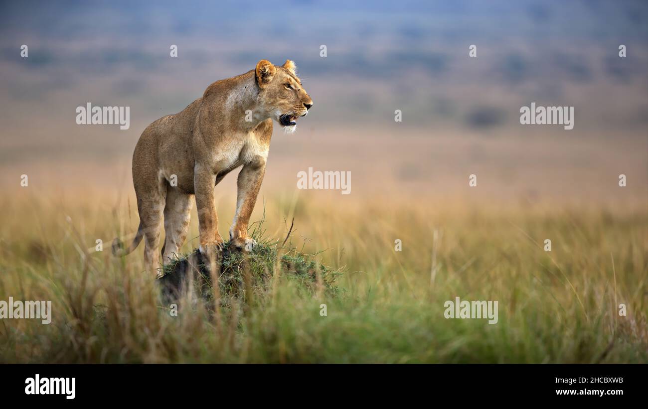 Belle photo d'une lionne sur un rocher dans un champ pendant la journée au Kenya Banque D'Images