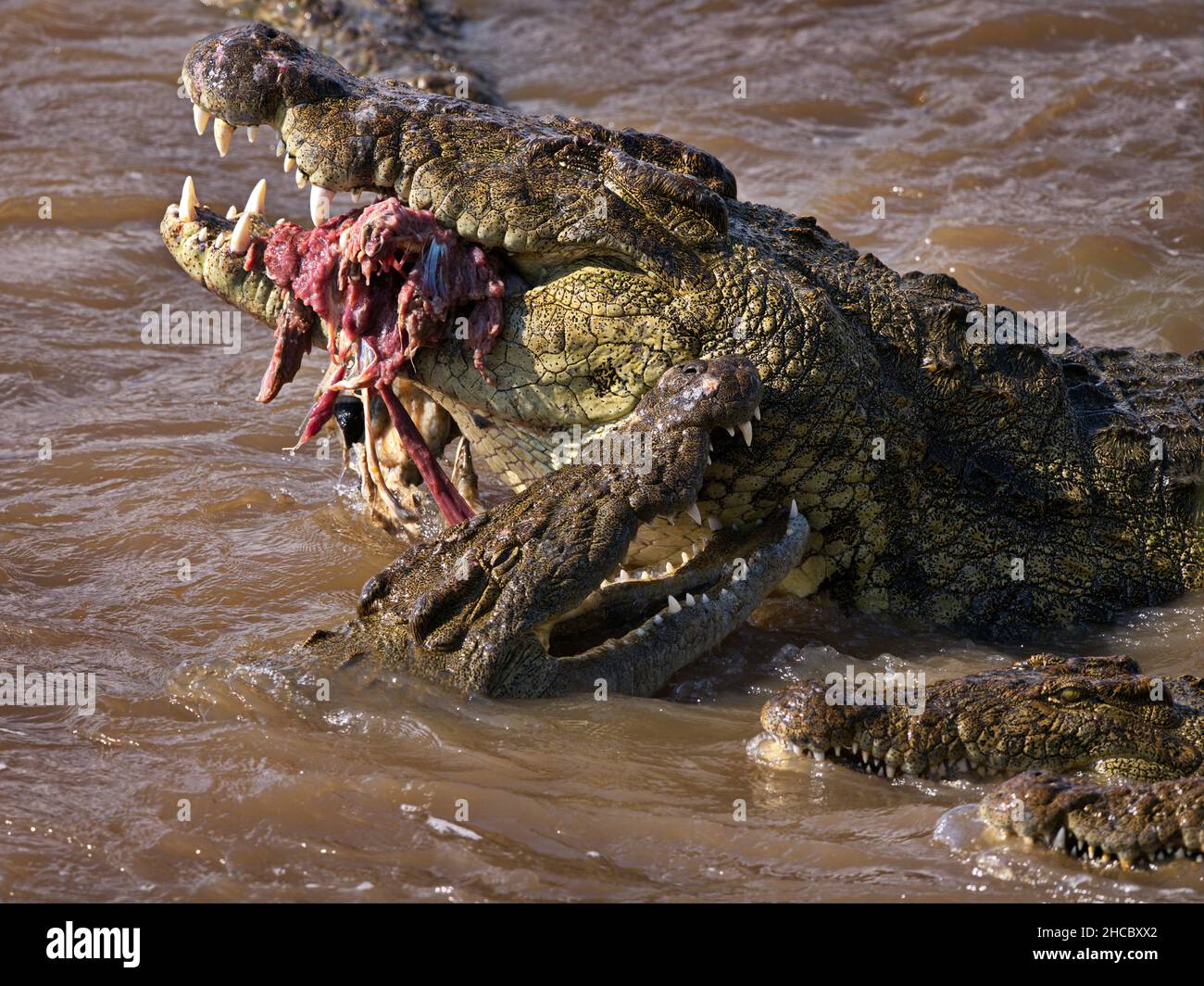Belle photo d'alligators dans le parc national de Masia Mara au Kenya Banque D'Images