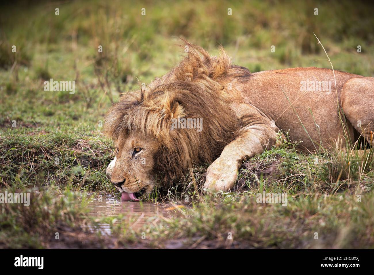 Belle photo d'un lion dans le parc national de Masia Mara au Kenya Banque D'Images