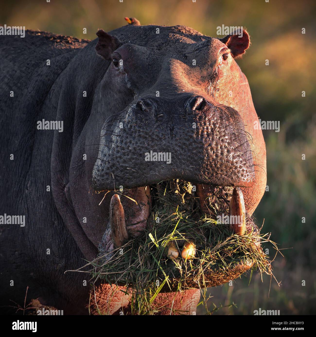 Portrait d'un hippopotame avec sa bouche pleine d'herbe à Masai Mara, Kenya Banque D'Images