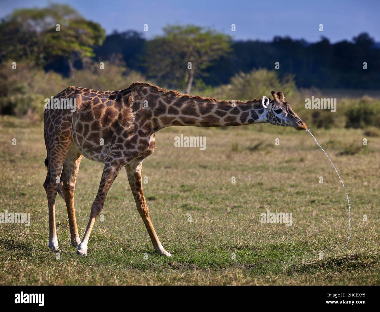 Magnifique photo d'une girafe dans le parc national de Masia Mara, au Kenya Banque D'Images